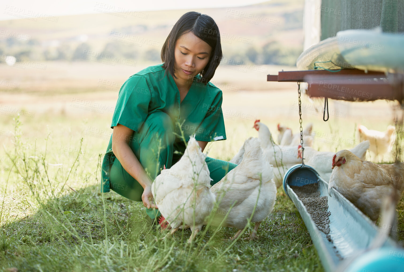 Buy stock photo Farming, animal care and Asian woman with chicken for medical checkup, inspection and health exam. Countryside farm, veterinary care and female vet feeding chickens with organic nutrition on field