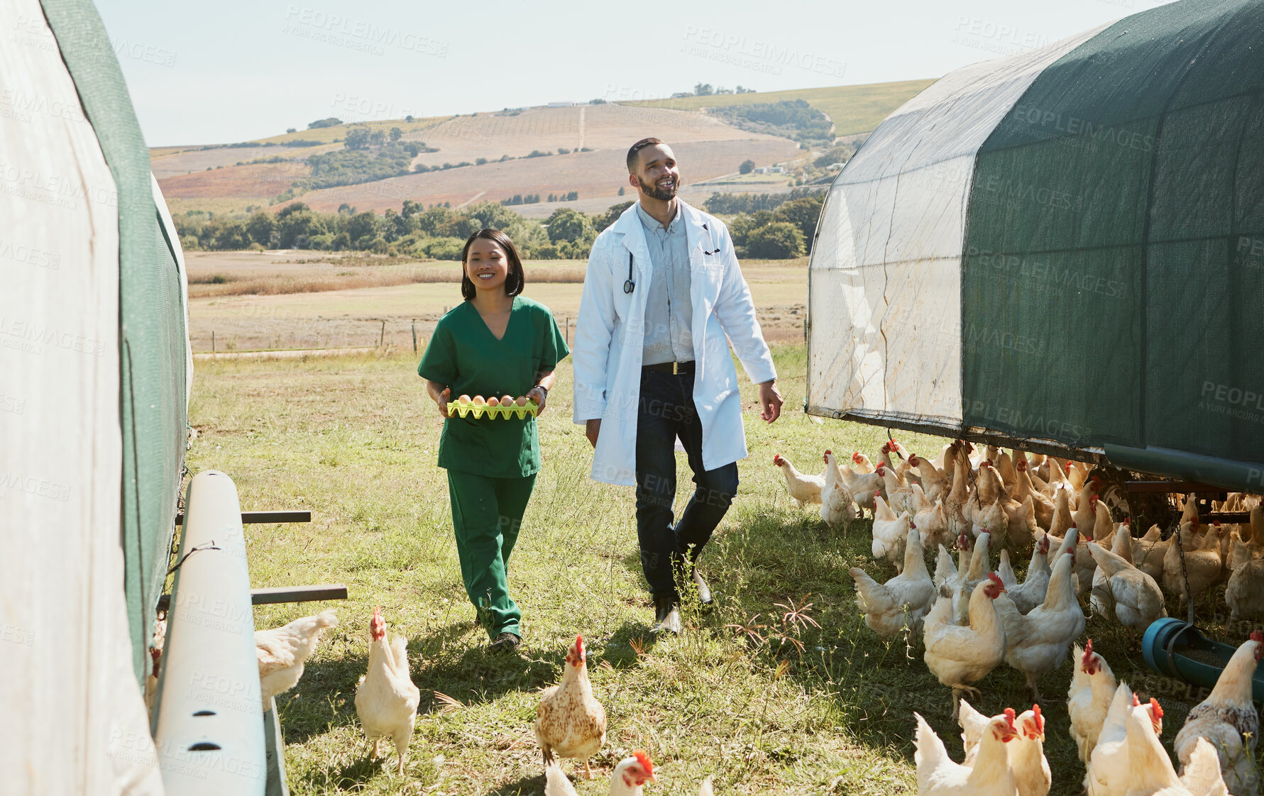 Buy stock photo Farm, vet and chicken with a man and woman medicine team walking on land for agriculture or livestock. Eggs, healthcare and veterinarian on a farming field for sustainability or healthy produce