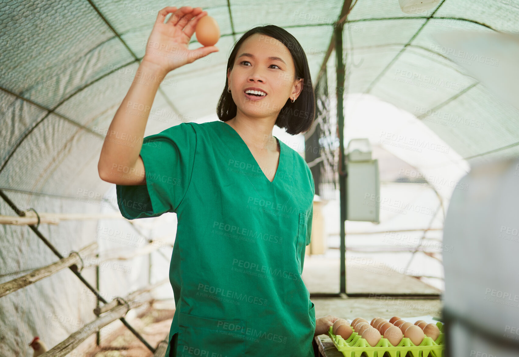 Buy stock photo Woman, egg quality and check on farm, chicken and poultry with agriculture and natural, organic and free range eggs. Japanese farmer in greenhouse, farming and sustainable business in rural Japan.