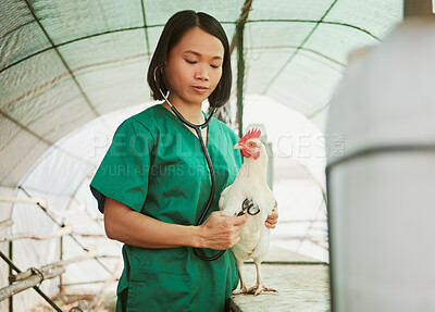 Buy stock photo Stethoscope, vet and Asian woman with chicken at farm for health check up, test or examination. Heartbeat, wellness or veterinarian nurse with tool testing bird, animal or hen in barn for healthcare.
