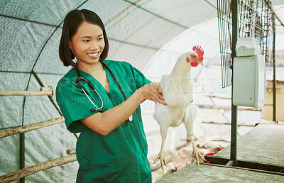 Buy stock photo Animal veterinary, chicken farming and woman do medical assessment, inspection or health exam in hen house. Happy asian doctor, poultry and wellness test for bird flu, growth research or care in barn