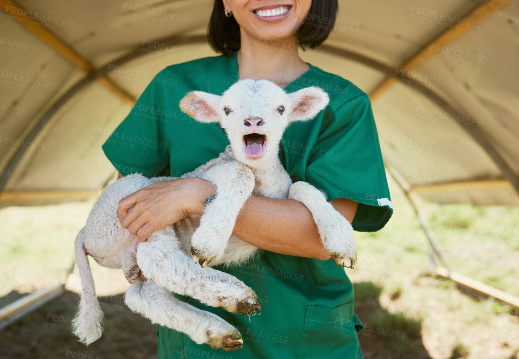 Buy stock photo Lamb, baby animal and vet woman at a farm or zoo for health and wellness of farming animals with care and medical help. Veterinary, nurse or doctor in countryside for healthcare of sheep outdoor