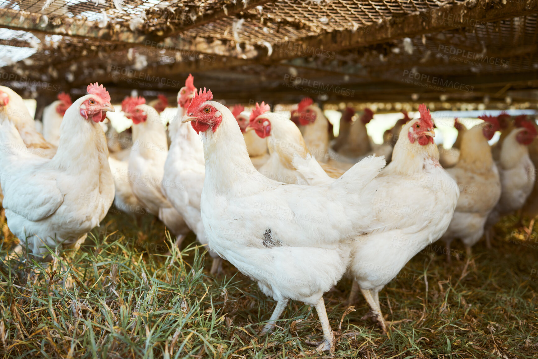 Buy stock photo Sustainability, agriculture and chicken on an empty farm for free range or organic poultry farming in the countryside. Nature, grass and birds with a flock of animals on a field, meadow or coop