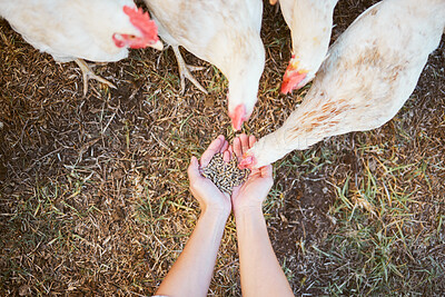 Buy stock photo Agriculture, farming and hands with grain for chicken on healthy, organic and free range poultry farm. Sustainability, animal care and top view of farmer feeding chickens with seeds in countryside