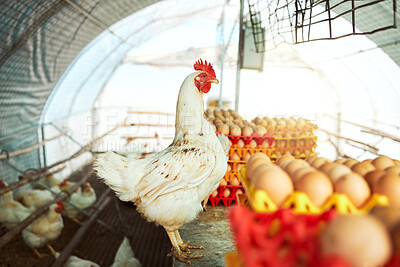 Buy stock photo Farm, chicken and eggs for sustainability, farming and production, organic and livestock trading. Agriculture, sustainable farming and hen house with bird, eggs and poultry, meat and protein industry