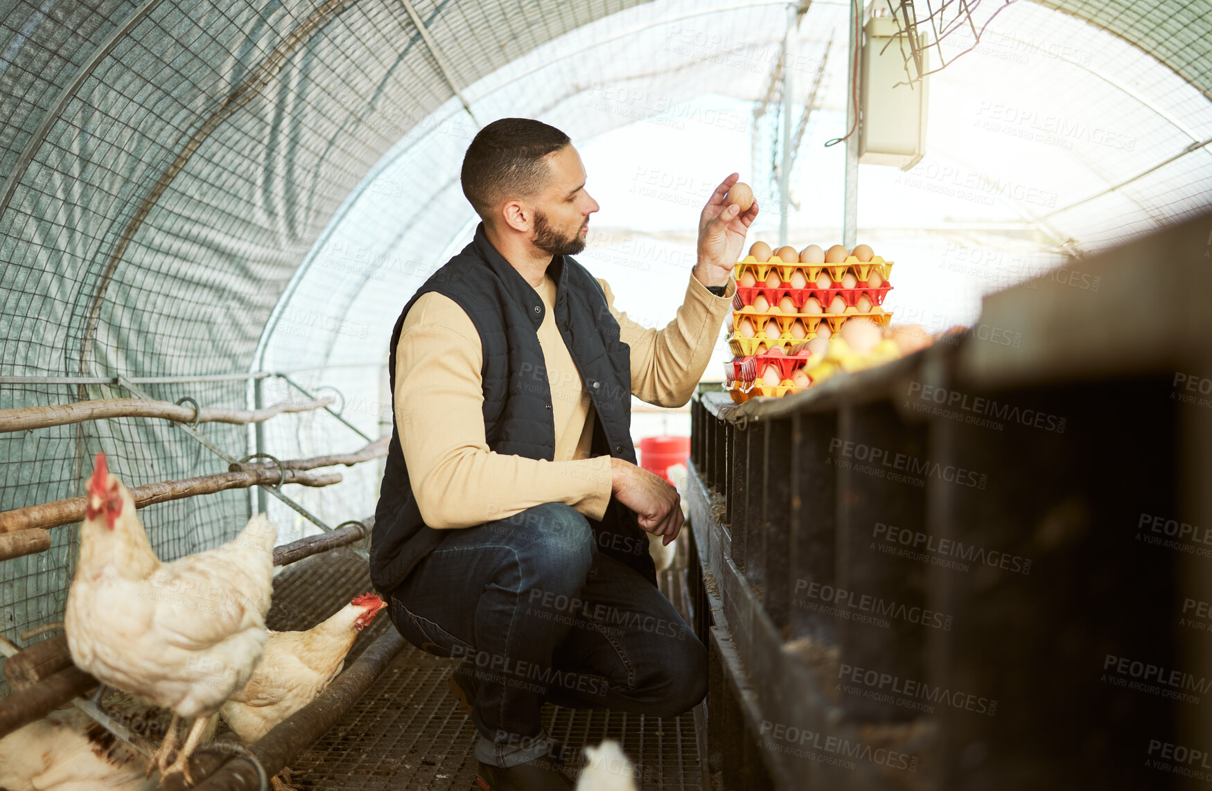 Buy stock photo Egg farming, inspection and farmer collecting chicken production for retail sale, agriculture sustainability and market. Sustainable, growth and man on a poultry farm to check food from birds