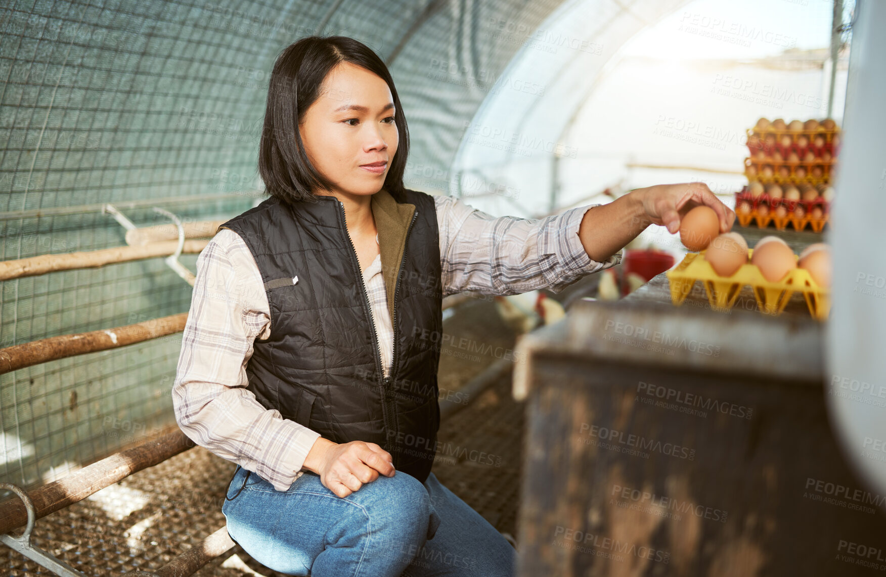 Buy stock photo Farmer, chicken eggs and asian woman working on countryside farm for food sustainability, agriculture ecology and small business. Organic farming, protein nutrition and livestock or poultry product