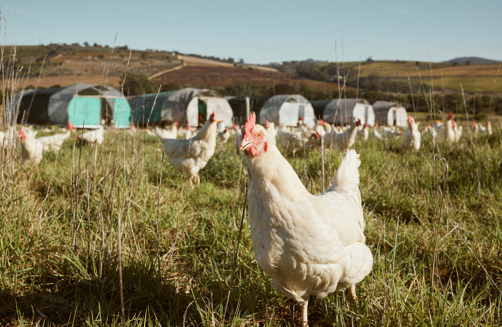Buy stock photo Agriculture, farming and chicken on field in countryside on organic, healthy and natural protein farm. Sustainability, nature landscape and flock of poultry birds with sustainable lifestyle in meadow