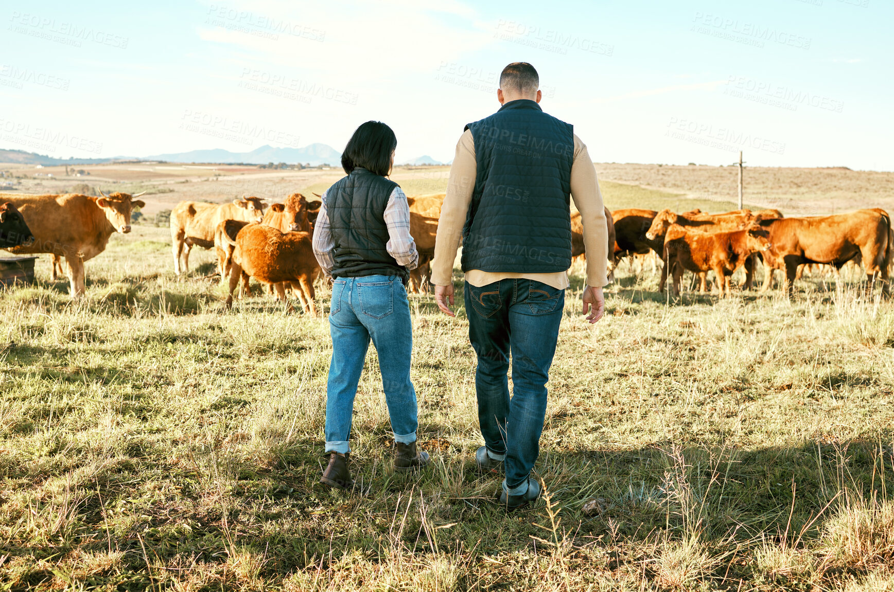 Buy stock photo Cow, countryside or couple on agriculture farm harvesting healthy organic livestock for growth sustainability. Back view, partnership or woman farming cows or cattle with farmer on natural grass land