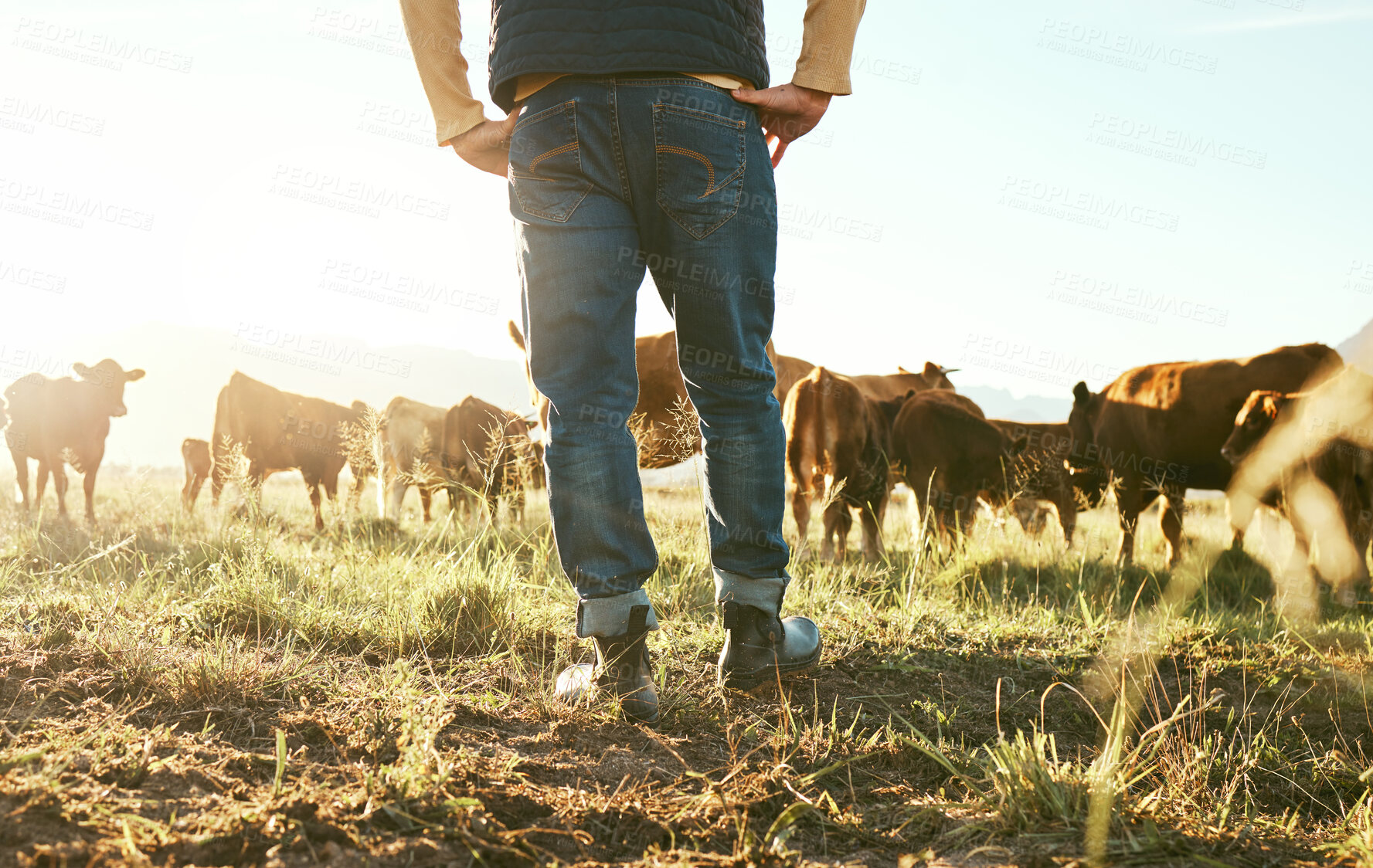 Buy stock photo Cow, farmer and man on grass field in nature for meat, beef or cattle food industry. Closeup back view of farming livestock, cows and agriculture animals, milk production and management in sunshine 