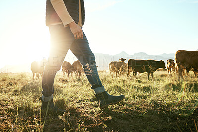 Buy stock photo Farm, countryside and farmer with cow and field for agriculture, sustainability and farming in New Zealand. Livestock, cattle feed with man, sunshine flare and environment with beef and milk source.