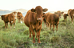 Group of cows, grass or farming landscape in countryside pasture, sustainability environment or South Africa nature. Livestock, bovine or cattle herd for dairy production, beef export or meat trade