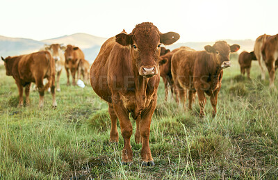 Buy stock photo Group of cows, grass or farming landscape in countryside pasture, sustainability environment or South Africa nature. Livestock, bovine or cattle herd for dairy production, beef export or meat trade