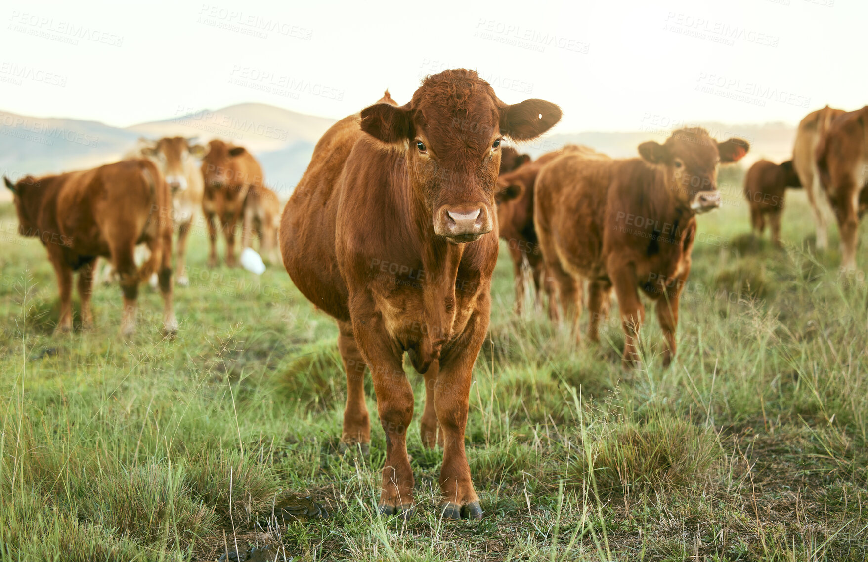 Buy stock photo Group of cows, grass or farming landscape in countryside pasture, sustainability environment or South Africa nature. Livestock, bovine or cattle herd for dairy production, beef export or meat trade
