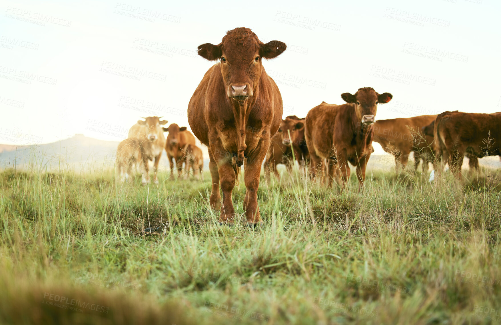 Buy stock photo Cows, field and cattle portrait on grass, countryside and dairy farm for sustainable production, growth and ecology. Farming, nature and brown livestock, ranch animals and beef, meat or milk industry
