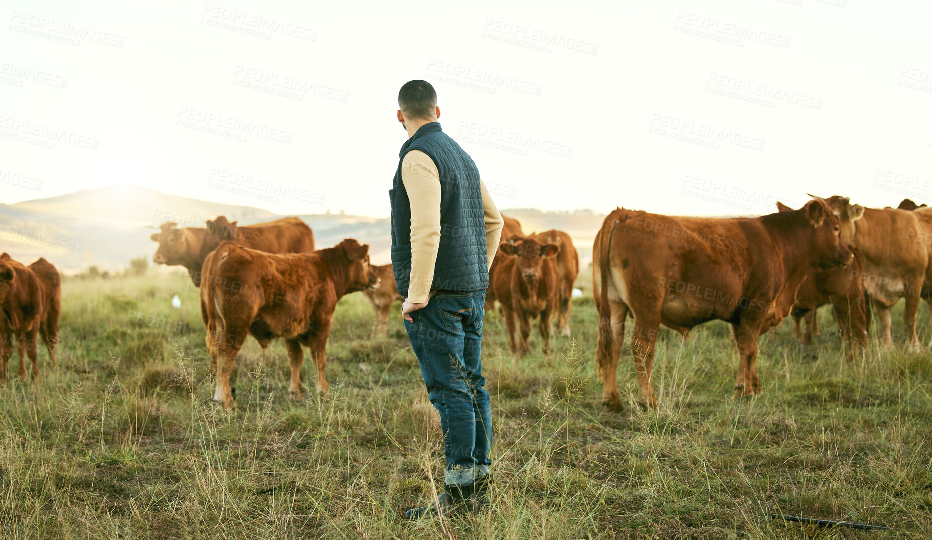 Buy stock photo Farmer, man and cattle farm with animal walk, relax and feeding on grass field, agriculture and nature. Farm, mexican man and livestock farming in Mexico countryside for sustainability, meat and milk