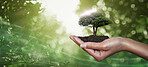Hand, palm and tree for nature sustainability, eco friendly or care, nurture or conservation of environment. Earth day, climate change or sustainable future with woman holding plants in soil for agro
