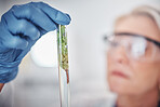 Science, plants and senior scientist with a test tube doing ecology research in a laboratory. Sustainable, agriculture and female botanist studying and analyzing natural leaves in glass vial in a lab