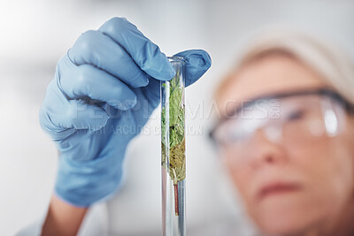 Buy stock photo Hand, test tube and plant science with scientist looking at plants. Gmo, food research and senior female doctor, botanist and woman with vial for testing, analyzing or experiment to optimize growth
