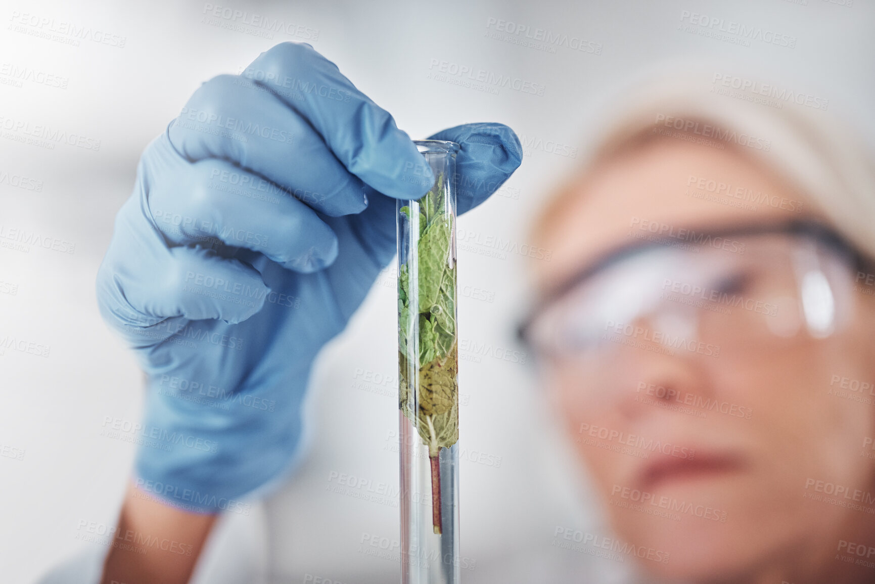 Buy stock photo Hand, test tube and plant science with scientist looking at plants. Gmo, food research and senior female doctor, botanist and woman with vial for testing, analyzing or experiment to optimize growth