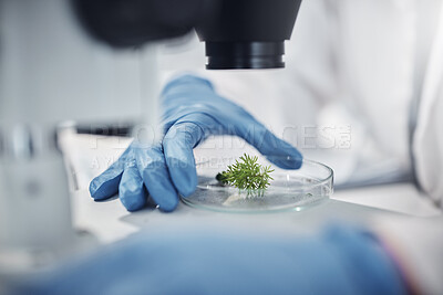 Buy stock photo Science, research and hands with plants in petri dish for horticulture lab test, examination and study. Laboratory, agriculture and leaf for biotechnology, forensic analysis and microscope sample