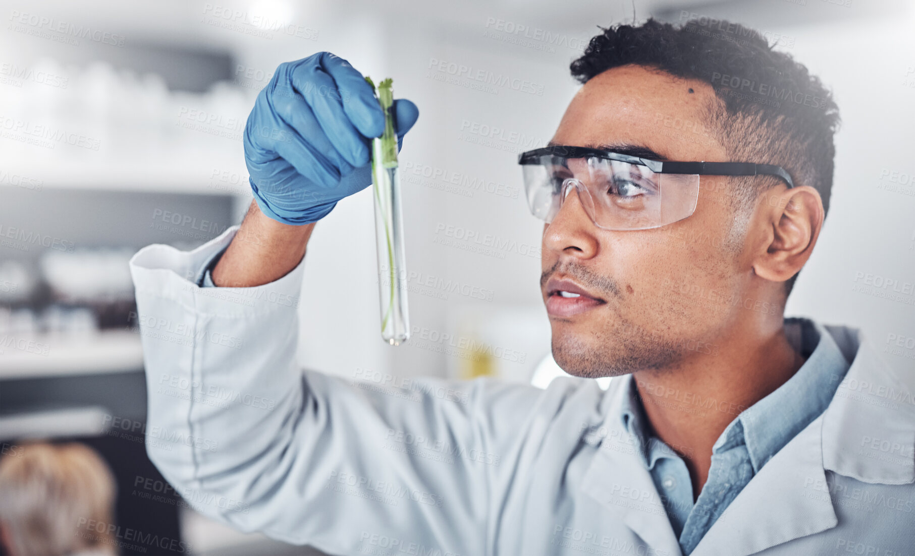 Buy stock photo Scientist, test tube analysis and working in laboratory for plants science innovation, agriculture research or ecology pharmacist study. Doctor, chemistry expert and botanical development in lab