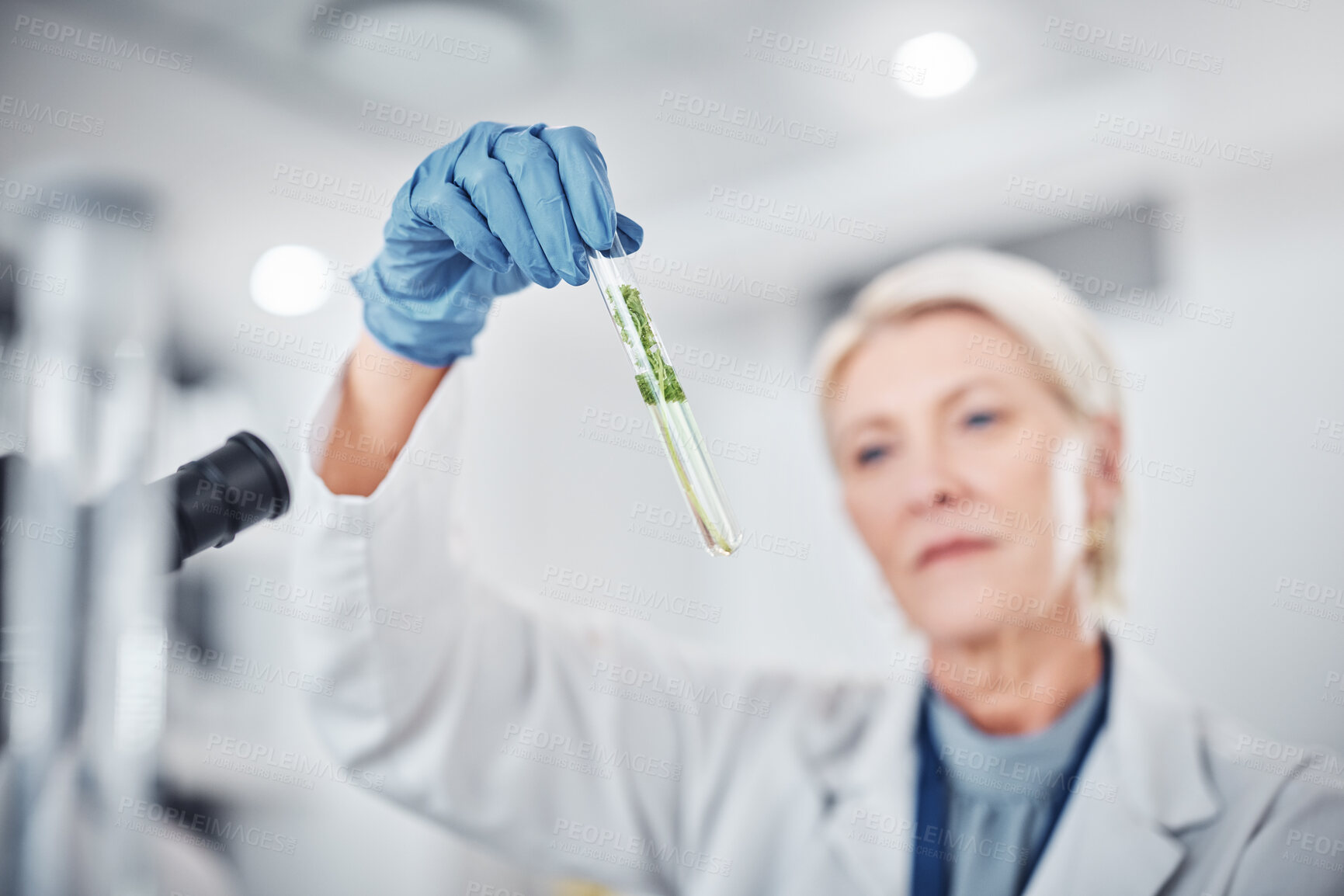 Buy stock photo Science, plants and senior scientist with a test tube doing ecology research in a laboratory. Sustainable, agriculture and female botanist studying and analyzing natural leaves in glass vial in a lab