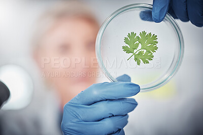 Buy stock photo Science, research and plant sample with a doctor woman at work in a biology lab for innovation or development. Healthcare, medicine and study with a female scientist working on plants in a laboratory