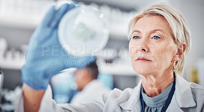 Buy stock photo Science, research and sample with a doctor woman at work in a biological lab for innovation or development. Healthcare, medicine and study with a female scientist working on plants in a laboratory