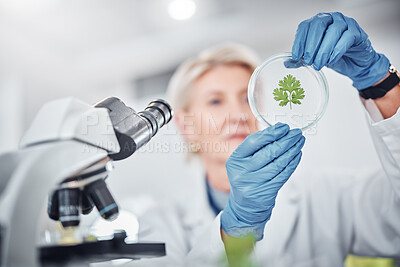 Buy stock photo Science, research and plant sample with a doctor woman at work in a biology lab for innovation or development. Healthcare, medicine and study with a female scientist working on plants in a laboratory