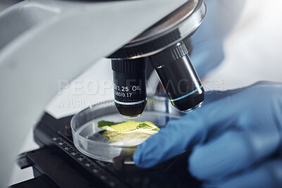 Buy stock photo Science, research and plant sample on microscope for exam, lab test and study for agriculture. Laboratory, biotechnology and close up of leaf in glass for medical development, innovation and medicine