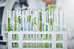 Science, laboratory or plants in test tube for medicine, healthcare knowledge or natural growth research. Agriculture, leaf or green herbs in chemical liquid or water for biotechnology development