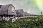 A place for poultry to call home