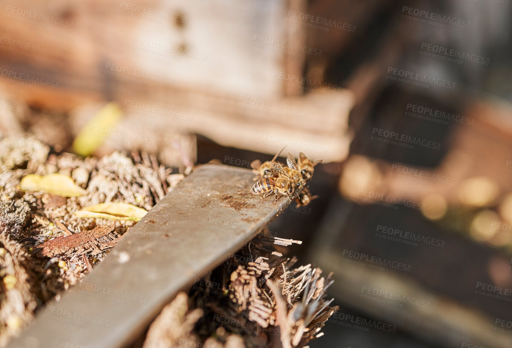 Buy stock photo Focus on bees in hive, farming of honey production and organic environmental industry of sustainable beekeeping with tools. Agriculture industry, garden with wildlife insects and harvest honeycomb