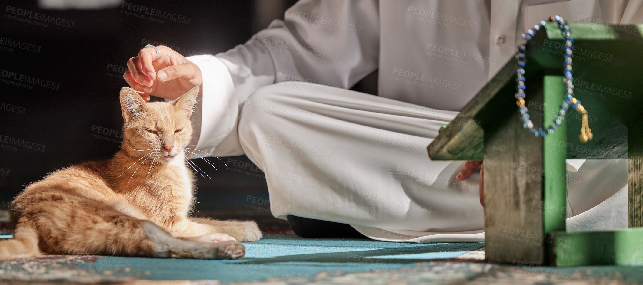 Buy stock photo Muslim, cat or hands in prayer on carpet for peace, mindfulness or support from Allah in holy temple or mosque. Kitten, Islamic or spiritual person praying to worship God on Ramadan Kareem in Qatar