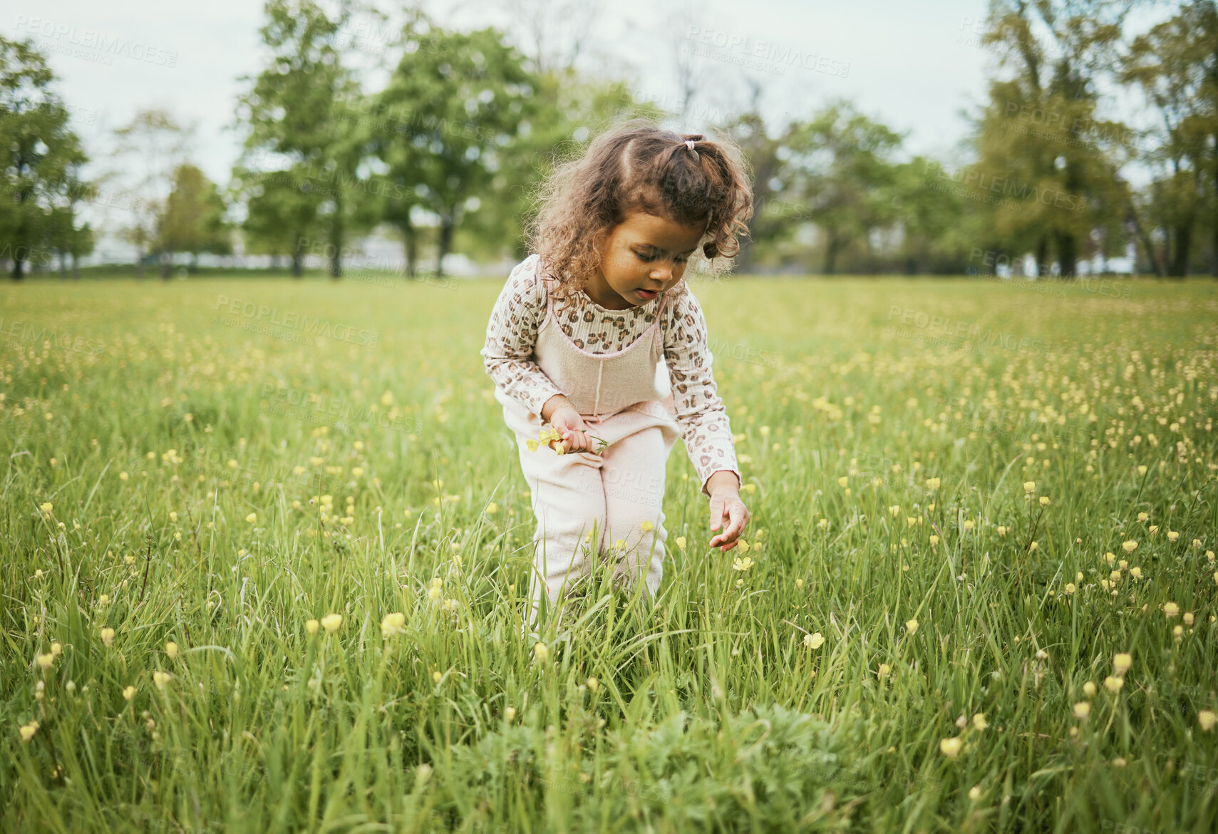 Buy stock photo Girl child, field and flowers in nature, outdoor and learning for plants in backyard, park or woods. Young female kid, picking flower and adventure on grass lawn, spring or exploring ground by forest