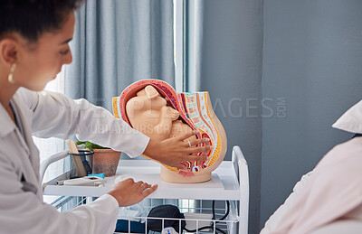 Buy stock photo Model of pregnant woman womb or baby in stomach by doctor teaching or explaining at the hospital. Fetus, healthcare and birth demonstration by professional with a mock plastic fetal anatomy