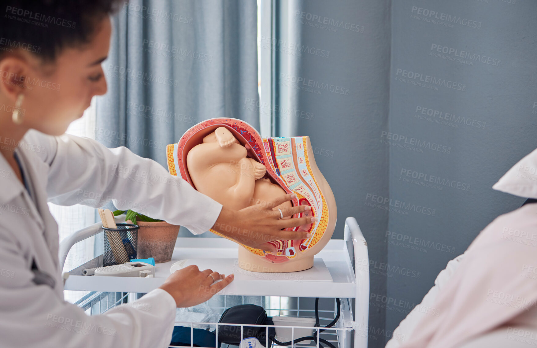 Buy stock photo Model of pregnant woman womb or baby in stomach by doctor teaching or explaining at the hospital. Fetus, healthcare and birth demonstration by professional with a mock plastic fetal anatomy