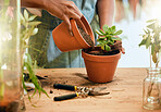 Pot plant, soil and woman hands gardening for sustainability, eco environment and garden or greenhouse. Person with succulent plants with leaf to grow, plant and care for during development  process