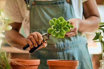 Buy stock photo Woman hands, gardening and green plant for sustainability, eco environment and garden or greenhouse. Person with succulent plants with leaves grow, plant and care for during development  process