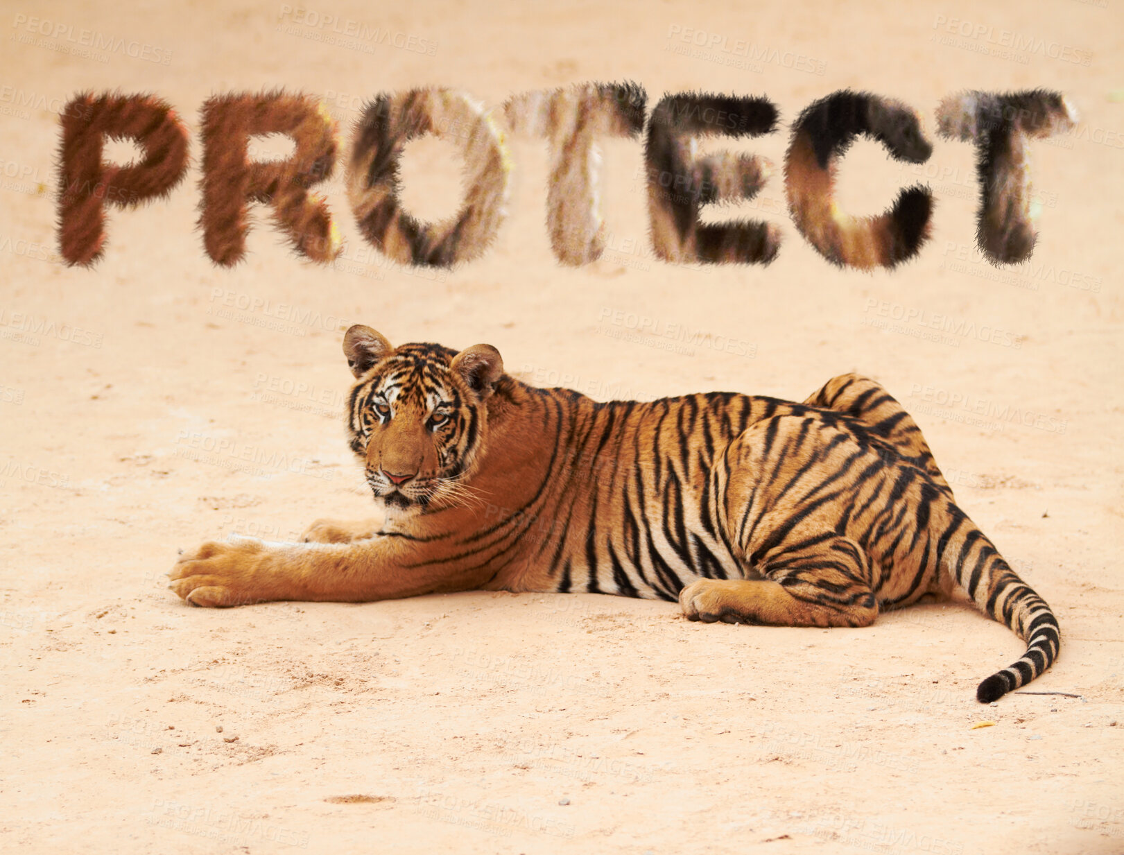 Buy stock photo Tiger, animal and text overlay to protect nature, zoo or safari with power and danger as art. Wildlife panther animal with stripes outdoor on ground as hunter, endangered species or predator with fur