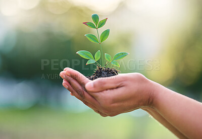 Buy stock photo Earth day, nature plant and hands of woman with new tree life, green leaf or support agriculture sustainability growth. Fertilizer soil, dirt or environment charity volunteer with sustainable sapling