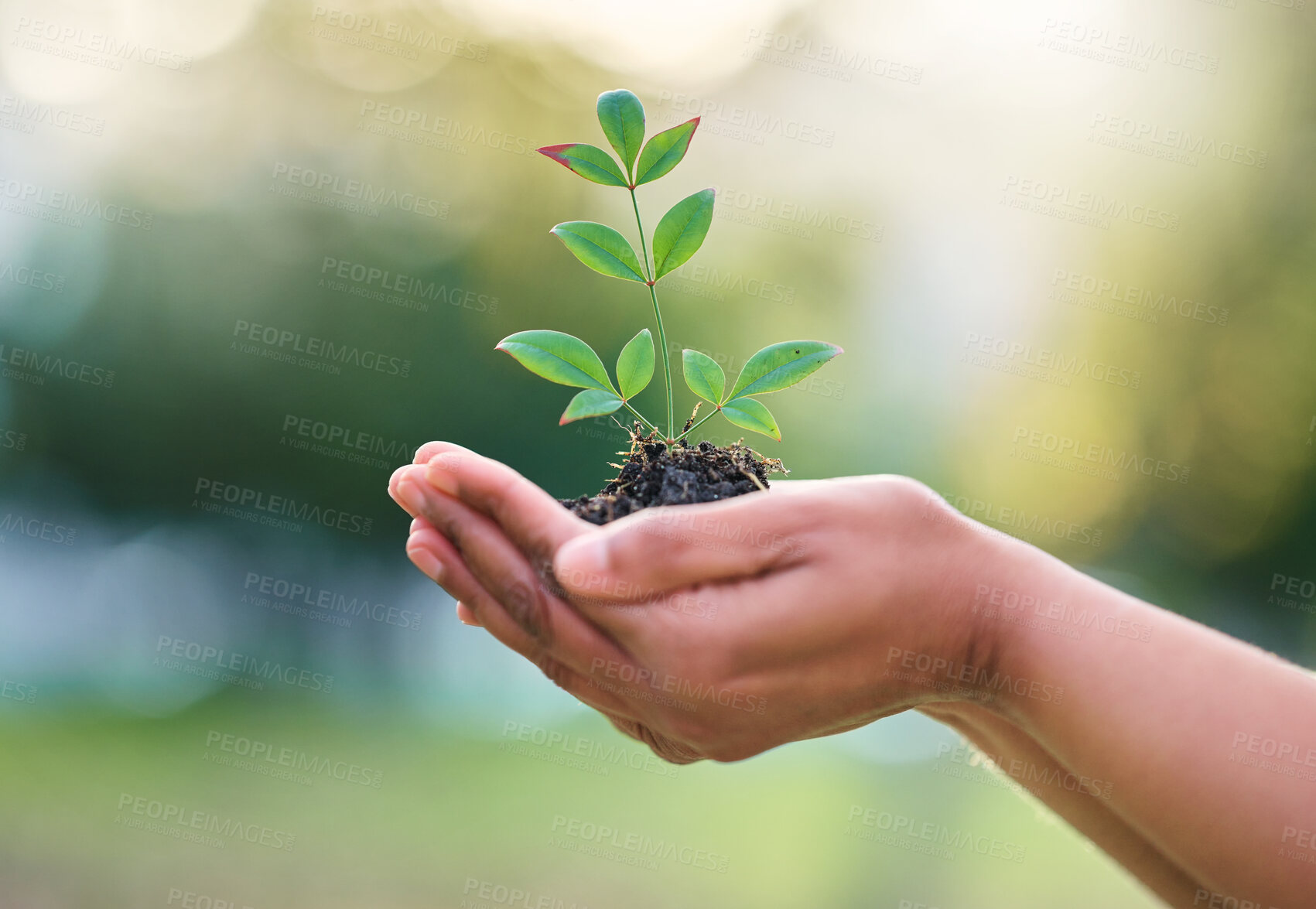 Buy stock photo Earth day, nature plant and hands of woman with new tree life, green leaf or support agriculture sustainability growth. Fertilizer soil, dirt or environment charity volunteer with sustainable sapling
