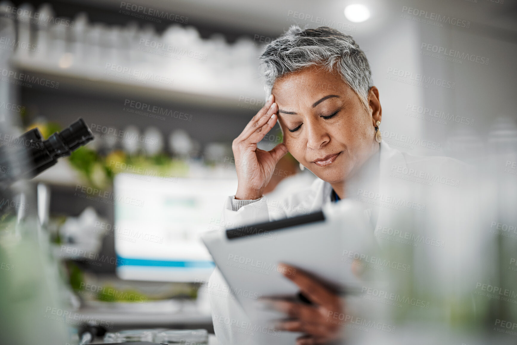 Buy stock photo Headache, stress and scientist woman in laboratory on tablet for plants pharmaceutical research or data results. Mental health, fatigue and burnout senior, science person sad, tired or risk report