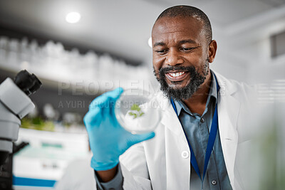 Buy stock photo Scientist, research or leaf sample in laboratory, medical engineering or gmo food analytics for farming innovation. Smile, happy or man with science petri dish in pharma study for climate change data
