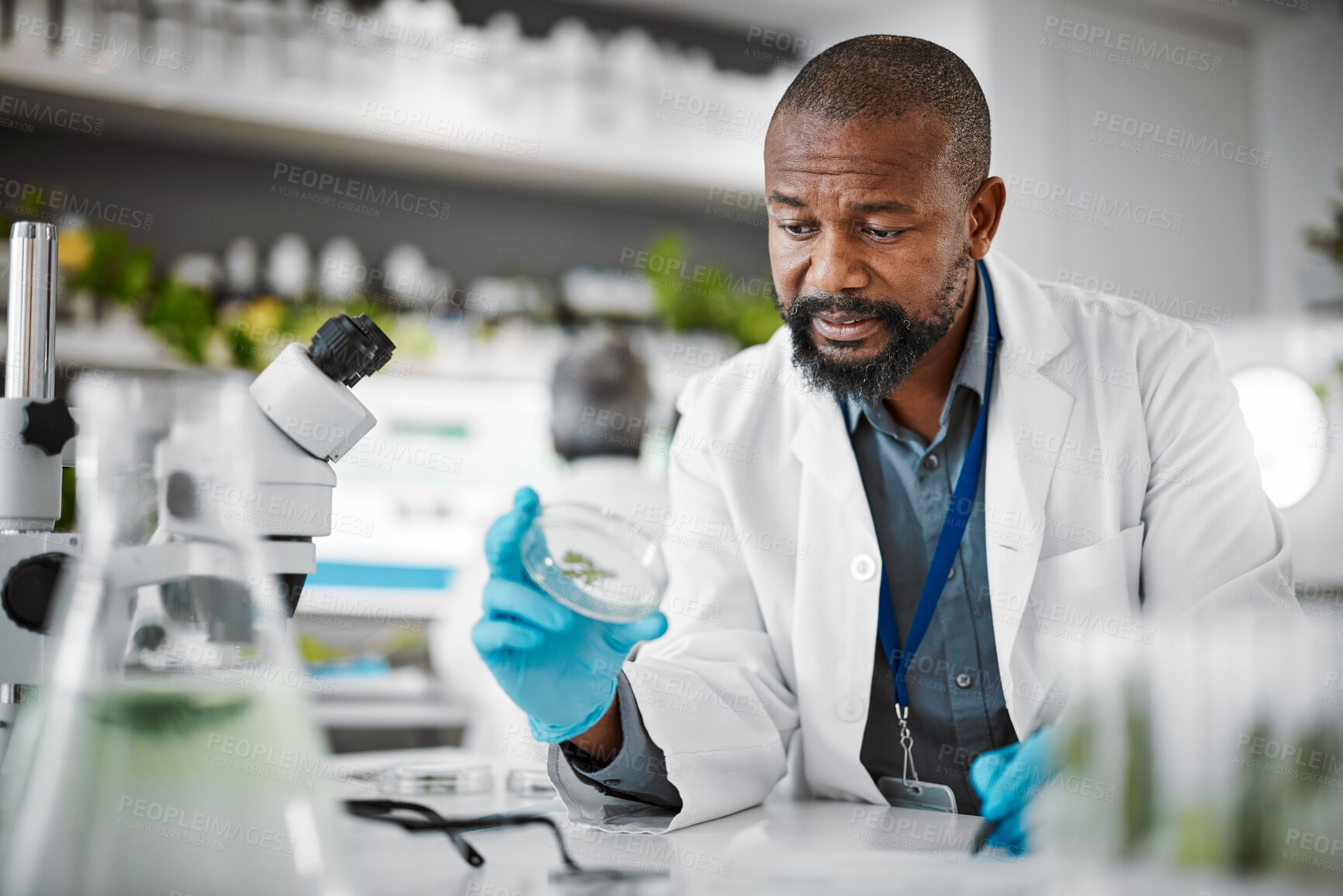 Buy stock photo Man, stress or anxiety and laboratory sample, petri dish fail or leaf engineering mistake in medical research or food growth. Biologist, scientist or worker and science glass in plant pharma crisis