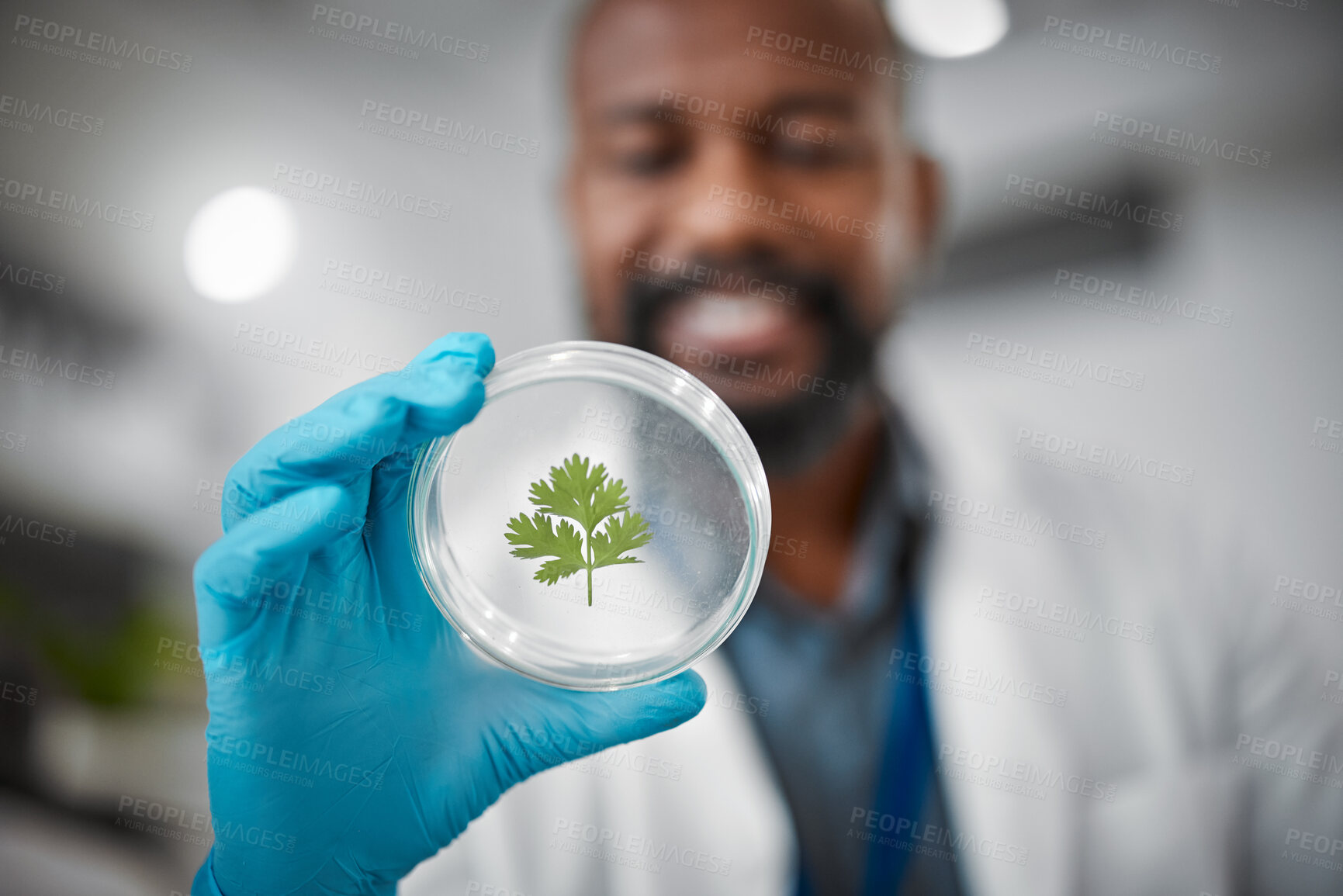 Buy stock photo Laboratory, petri dish or hands with leaf sample in medical engineering, gmo food analytics or farming innovation. Zoom, scientist or man with science plant in glass pharma study for climate change