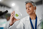 Laboratory, petri dish or woman with leaf sample in medical engineering, gmo food analytics or farming innovation. Zoom, scientist or hands with science plant in glass pharma study for climate change