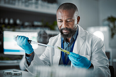 Buy stock photo Plants, laboratory and scientist man with natural exam, leaves solution and eco friendly medicine, research or study. Glass, sustainable healthcare and pharmaceutical growth of african science expert
