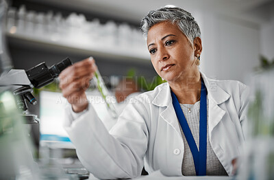 Buy stock photo Botany, test tube and senior female scientist doing research, experiment or test on plants in lab. Ecology, glass vial and elderly woman botanist studying leaves in eco friendly science a laboratory.
